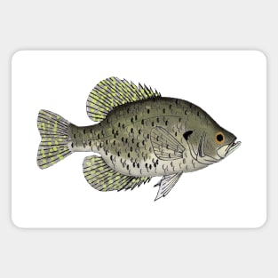 Black Crappie Magnet